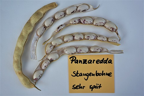 Panzaredda