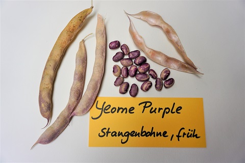 Yeome Purple String