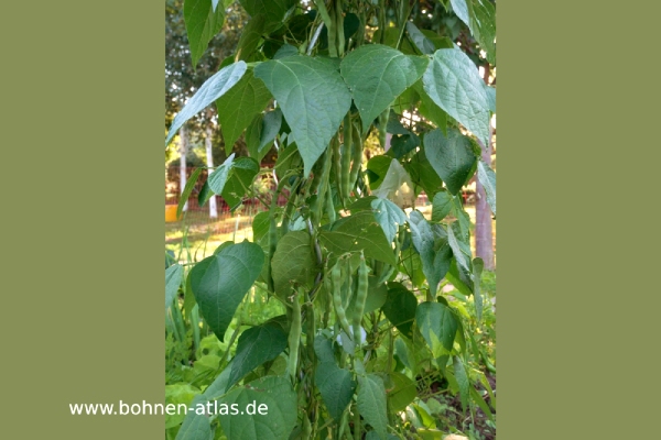 Perlbohne aus Lenne-Vorwohle