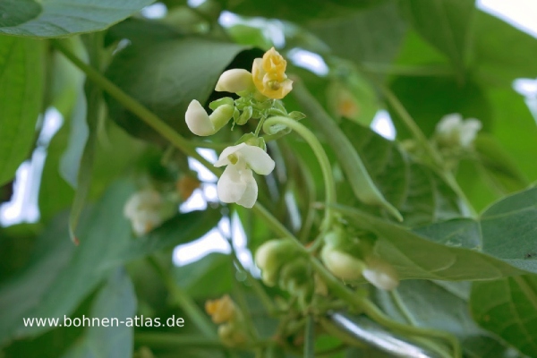 Perlbohne aus Lenne-Vorwohle