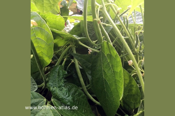 Elsässer Lange