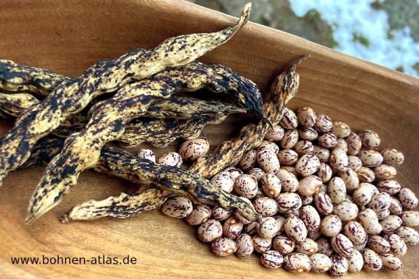 Kerkauer Kipfler