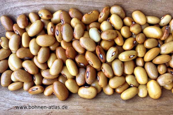 Kleine Braune aus Winschoten