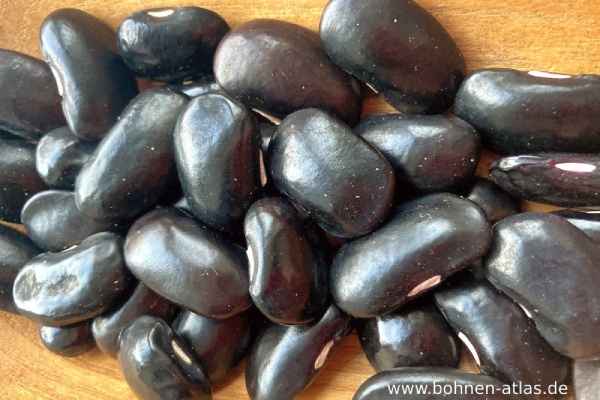 Schwarze aus Salzwedel