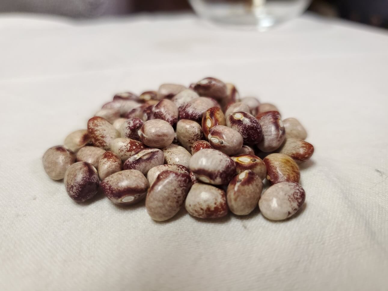 Amish Gnuddel Bean