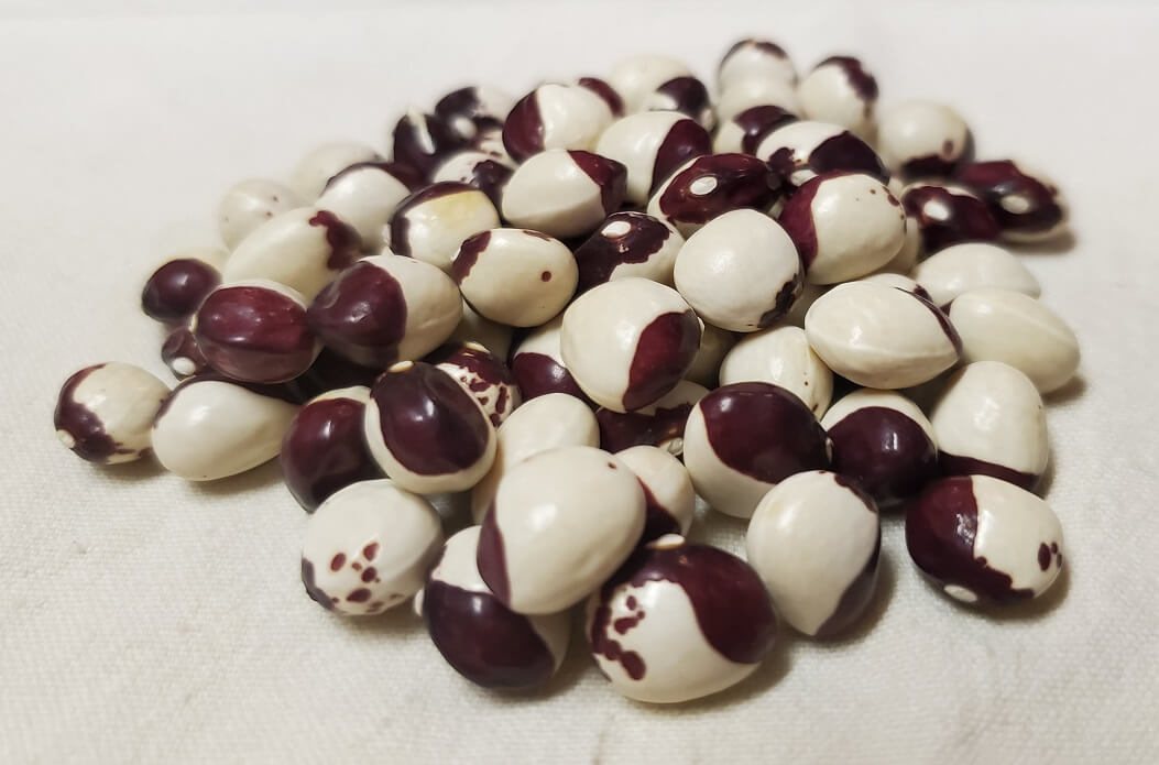 Bailey Buckeye Fall