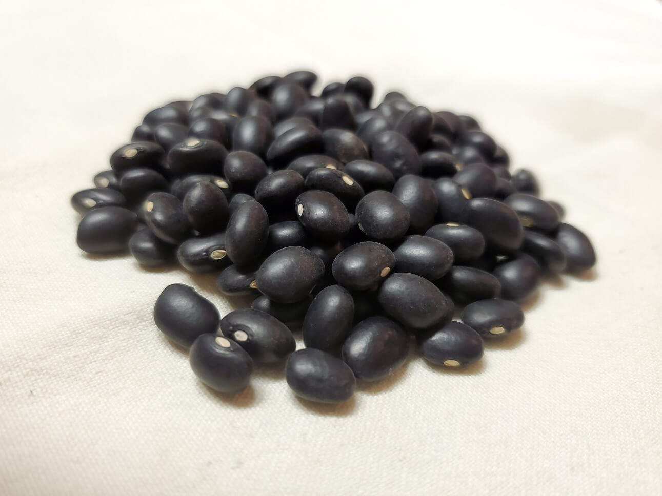 Black Turtle Bean