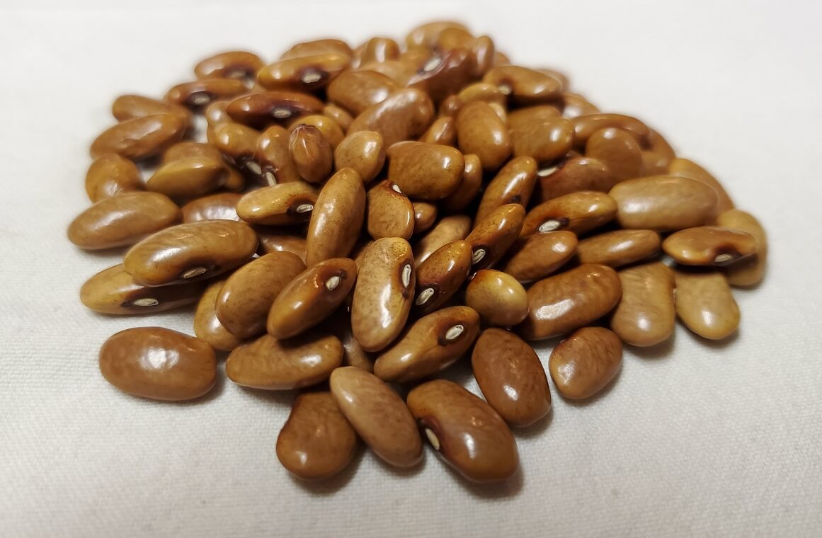 Blacksnake Bean