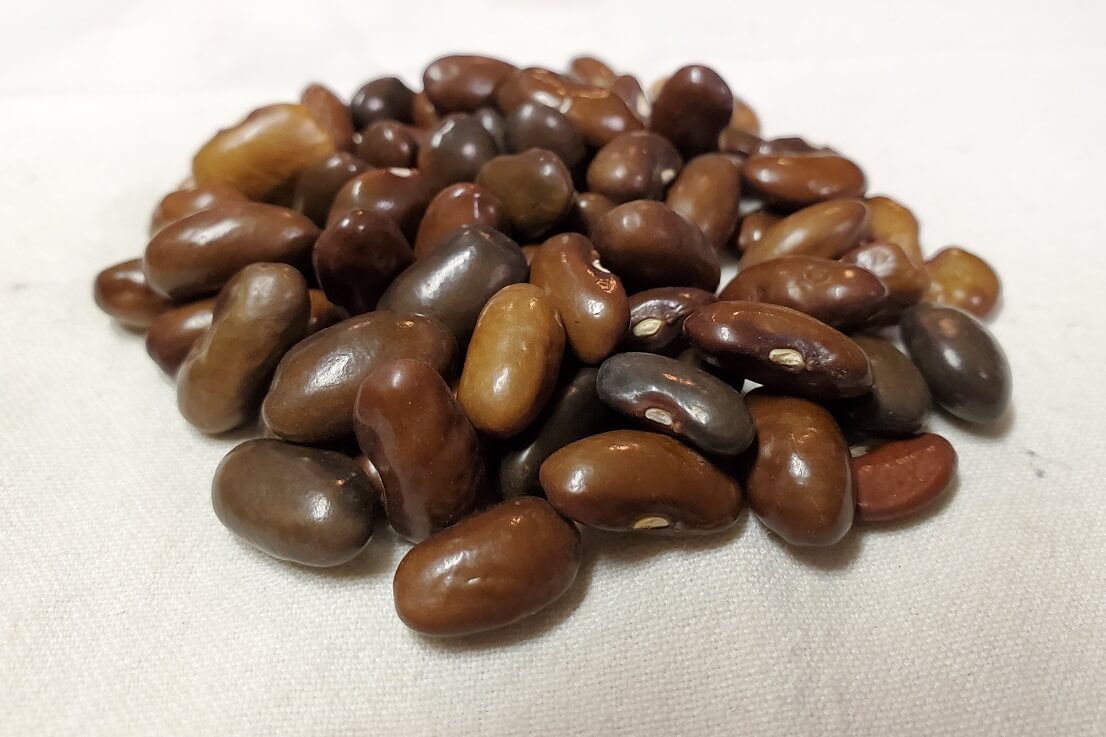 Brown Cornfield