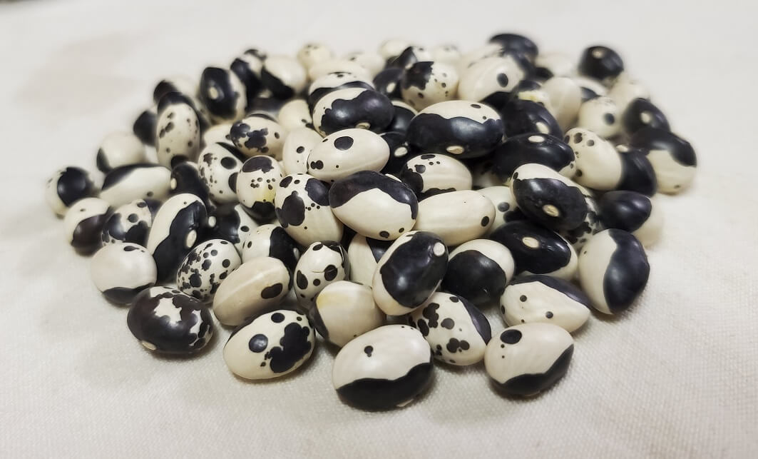 Orca