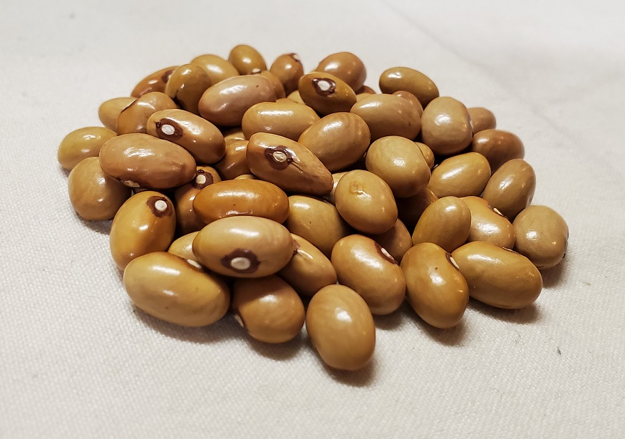 Cream Colored Fall Bean