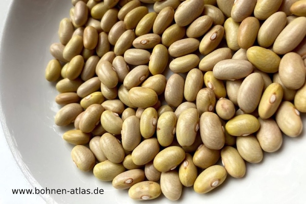 Mexikanische Gelbe