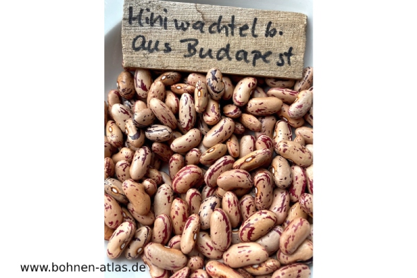 Miniwachtelbohne aus Budapest