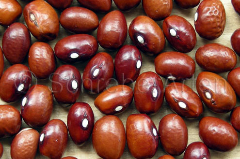 Posthörnchen Grün