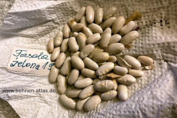 Gelbe aus Kiefernwalde