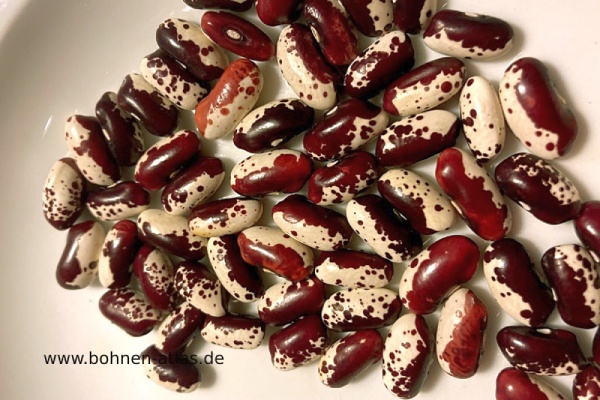 Königsberger Rote
