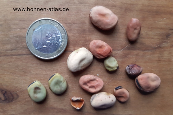 Nepalense diversity (PL 286437)