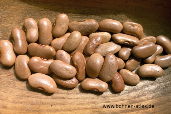 Davis Purple Snap Bean