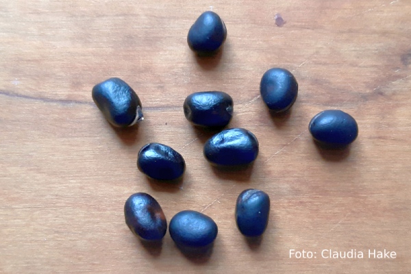 Favino Nero