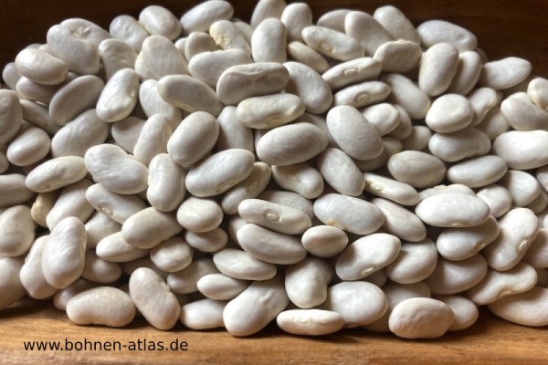 Riesenstangenbohne aus der Ukraine