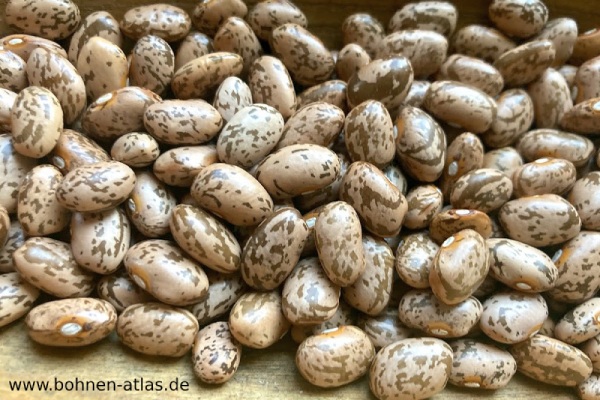 Ungarische Gartenbohne
