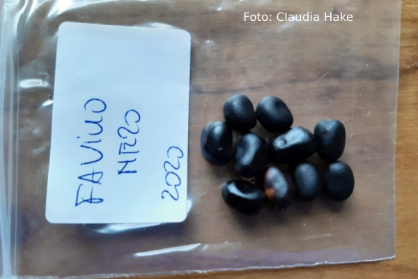 Favino Nero