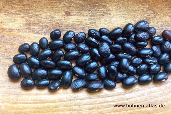 Kleine Schwarze aus Holland
