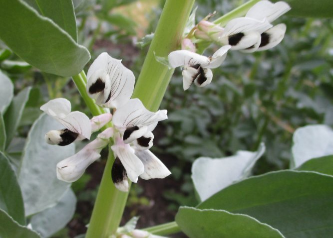 Saubohne aus Libanon