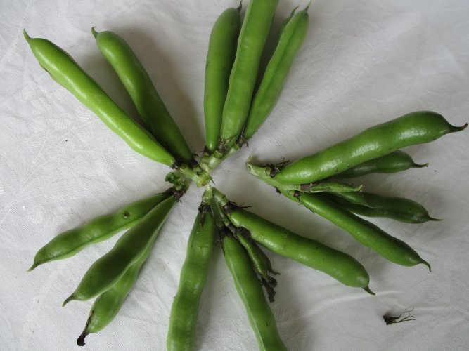 Saubohne aus Libanon
