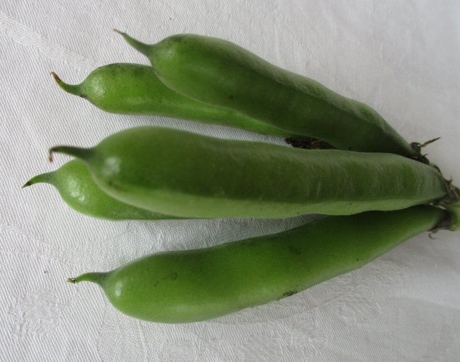 Saubohne aus Libanon