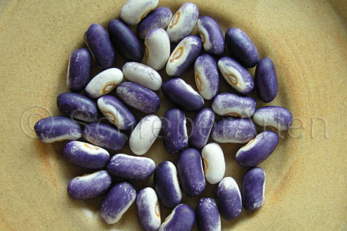 Purple Prince