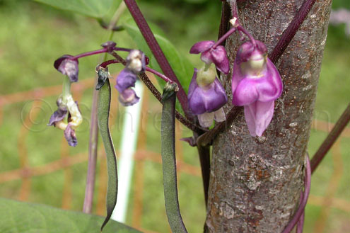 Trionfo Violetto