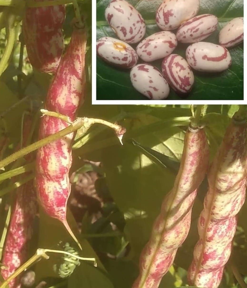 Spatzeneier (Borlotti Typ)