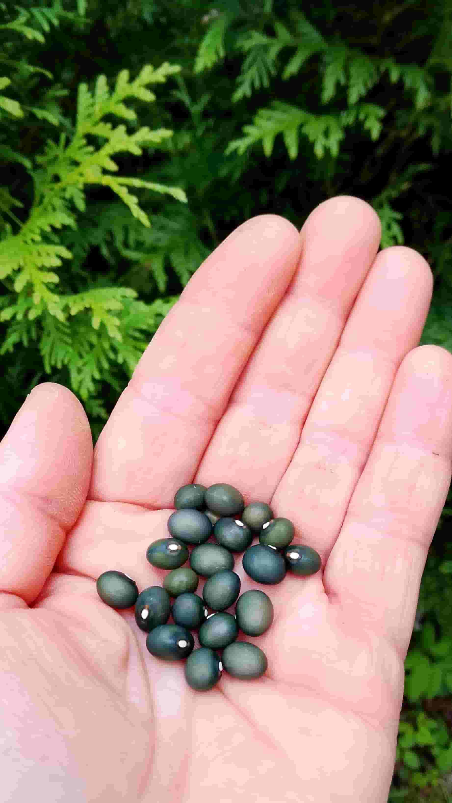Fort Portal Jade