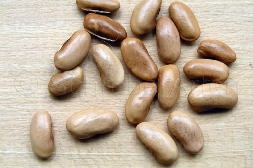 Trionfo Violetto