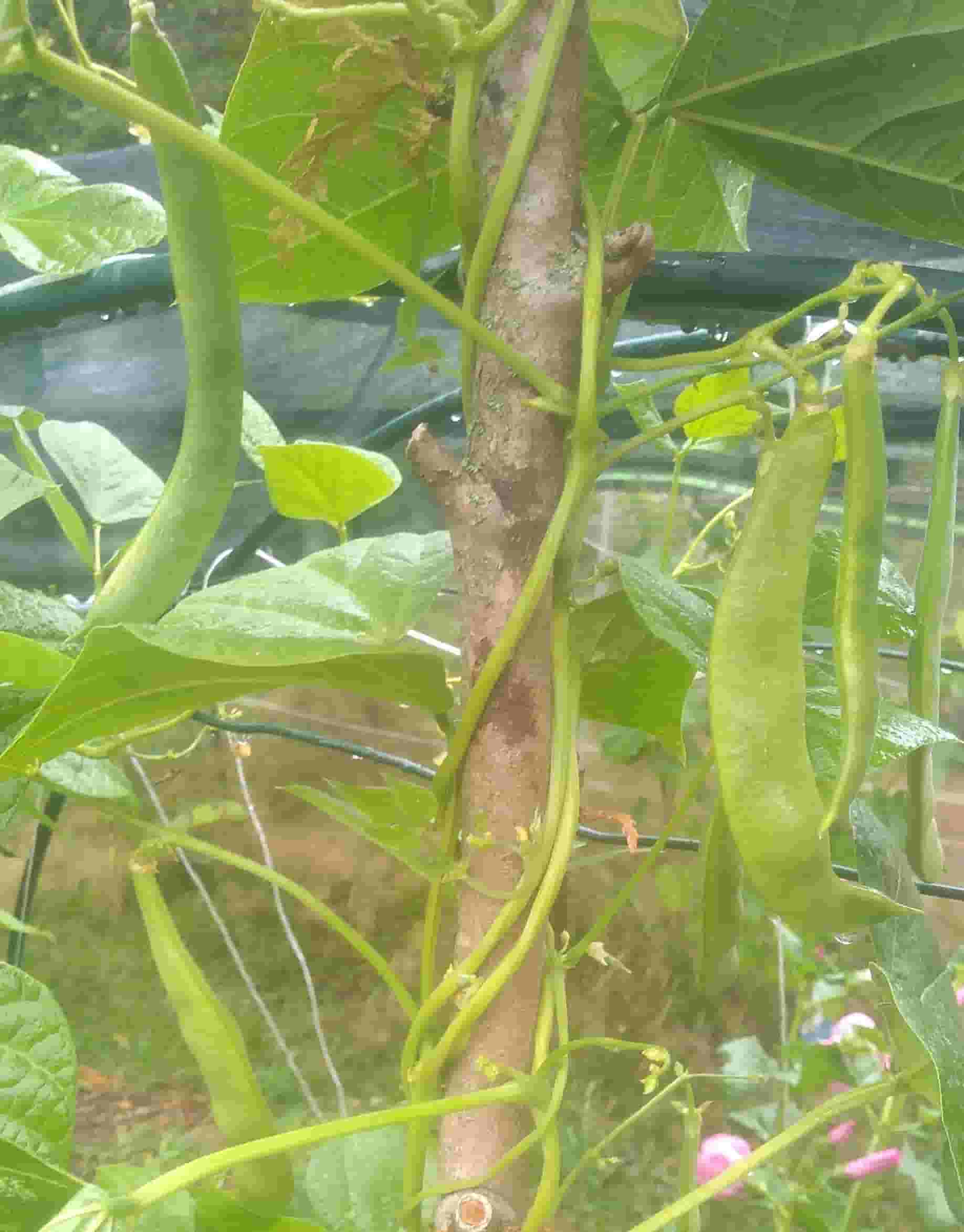 Porzellanbohne
