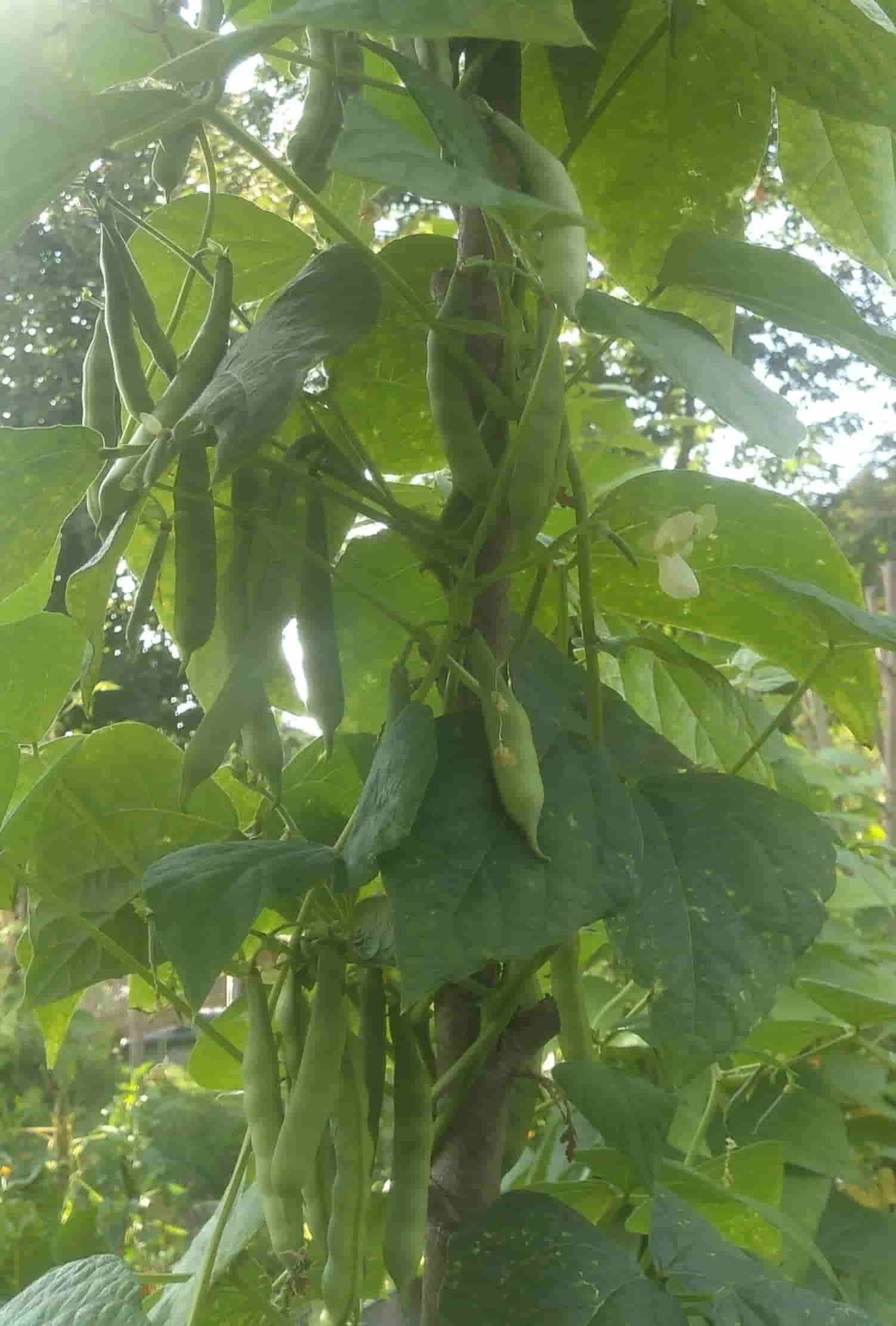 Forellenbohne