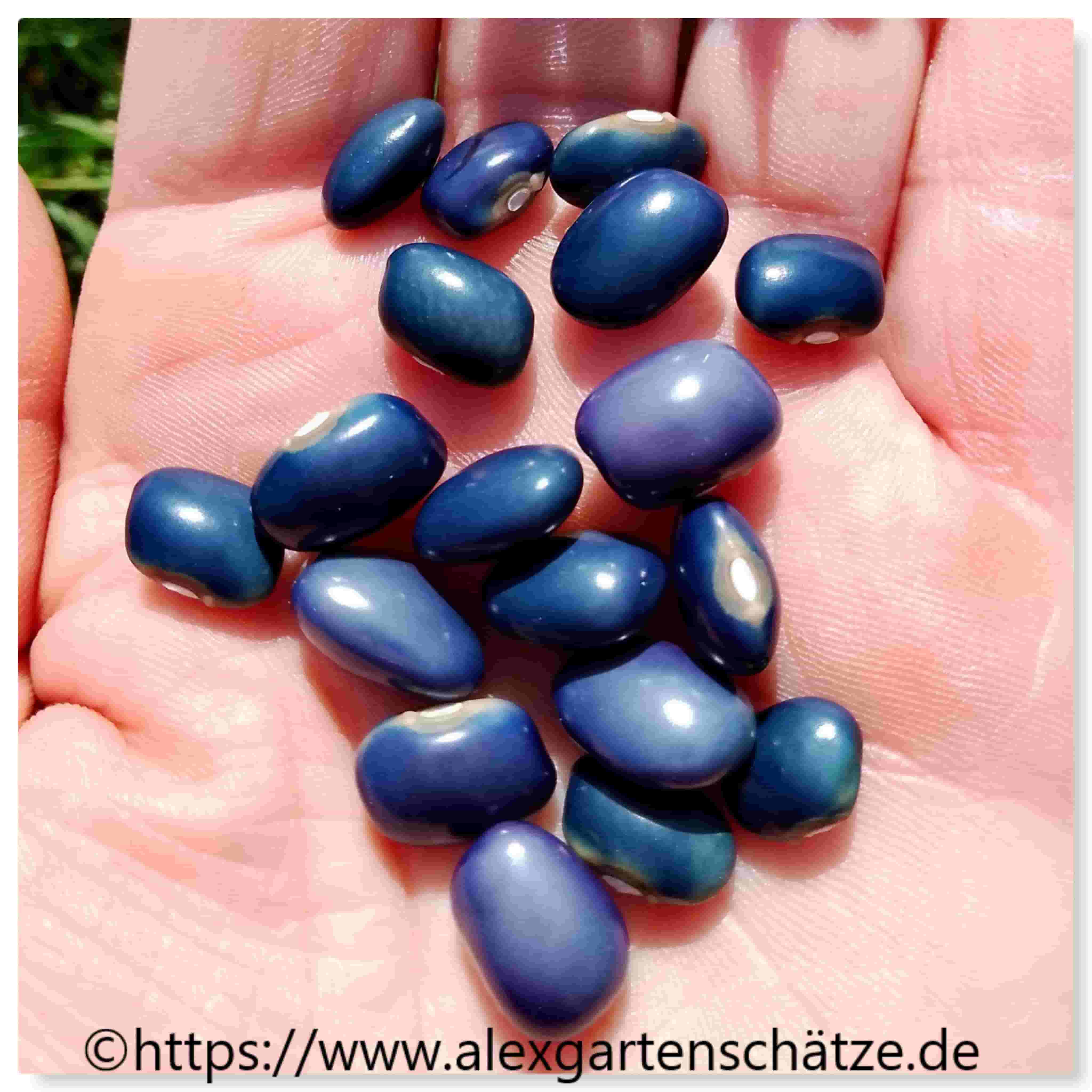 Blaue Meerbarbe