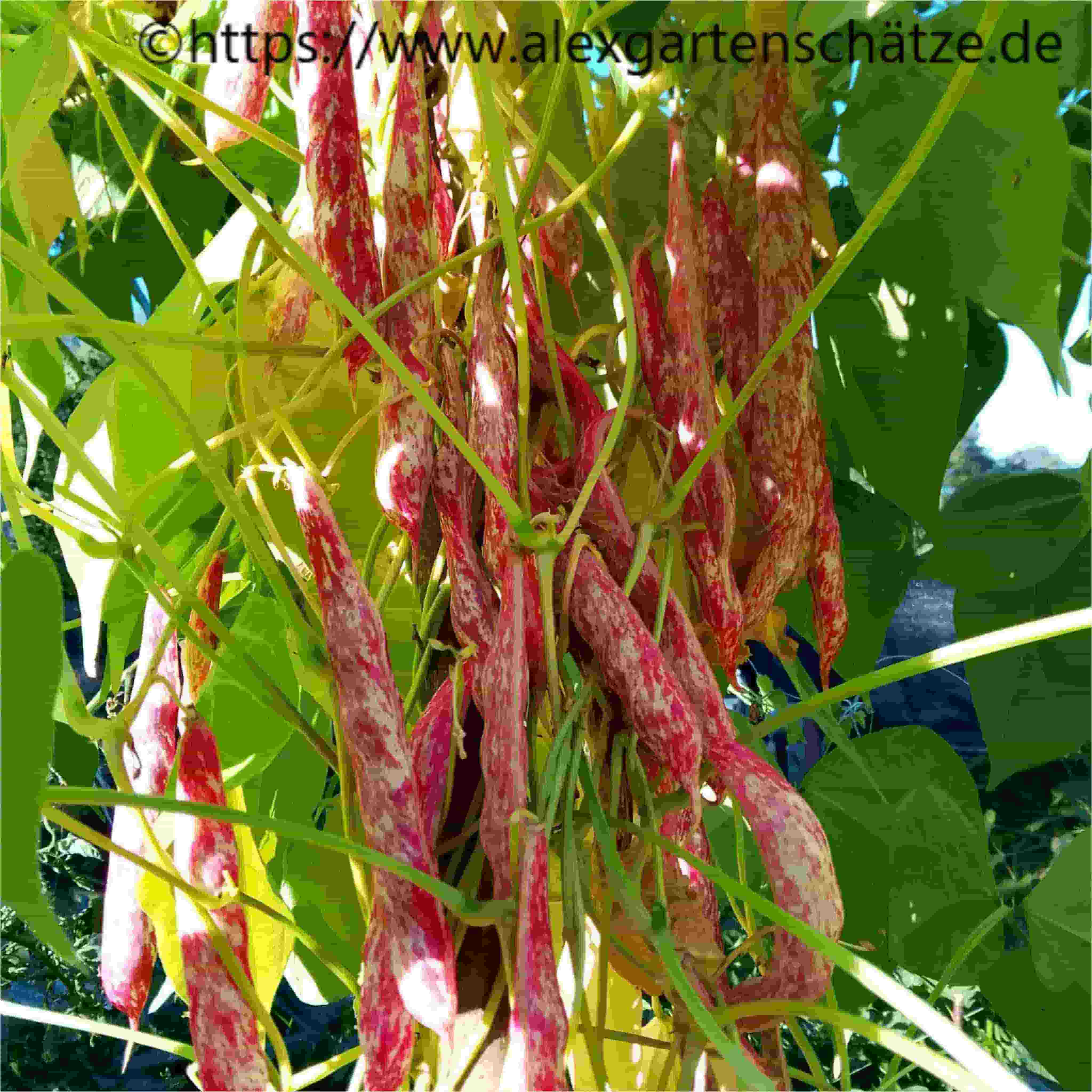 Spatzeneier (Borlotti Typ)