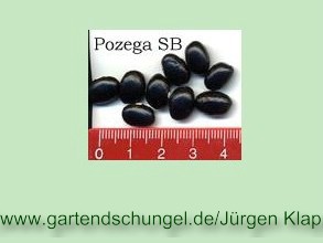 Pozega