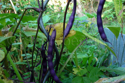 Purple Prince