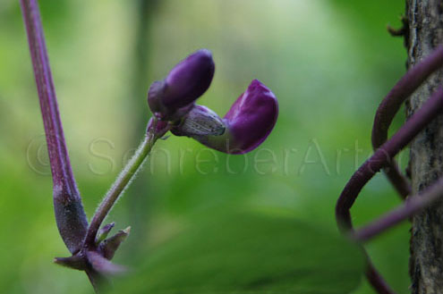Trionfo Violetto