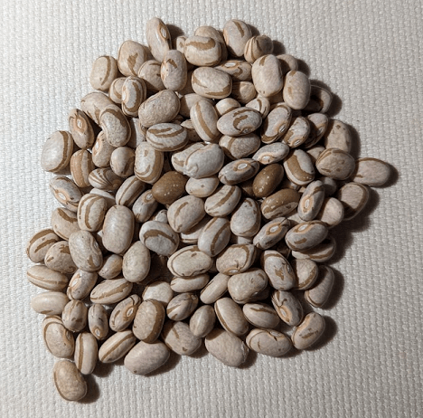 Carioca Bean
