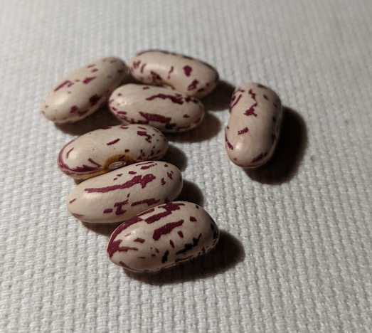 Sommers Bean