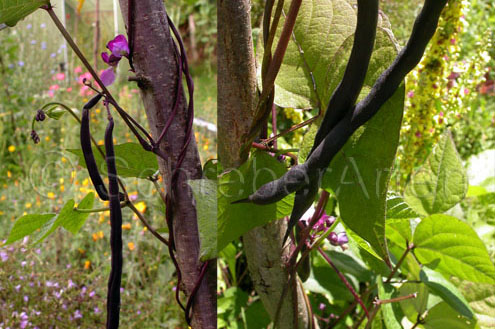 Trionfo Violetto