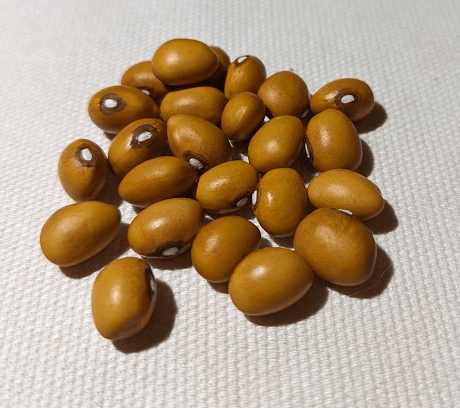 Smelly Stone Bean