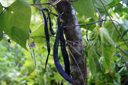 Trionfo Violetto