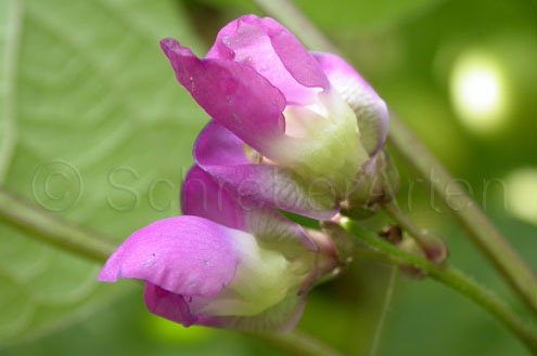 Purple Teepee