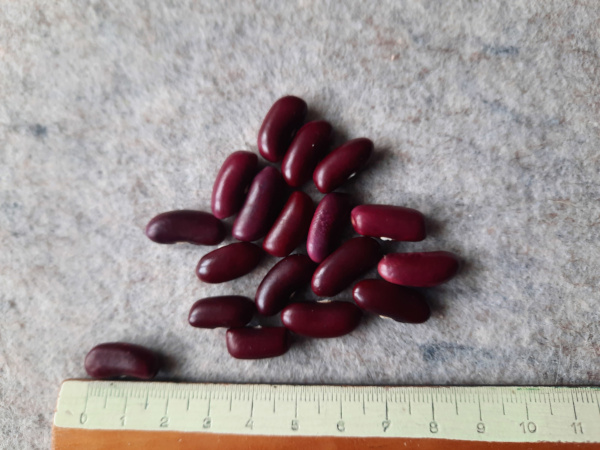 Rote aus Zeil am Main
