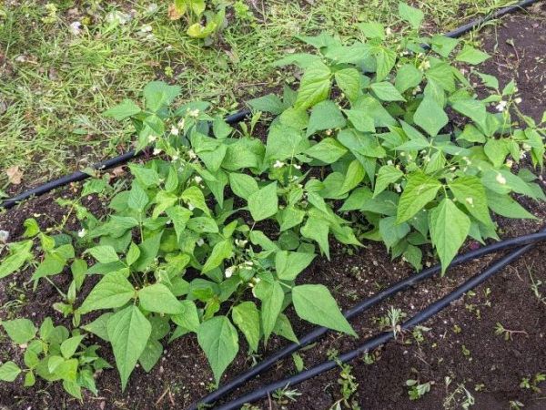 Petit Potager